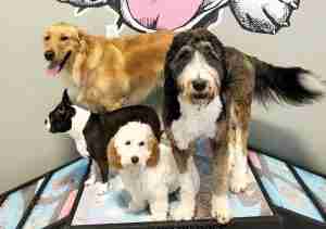 Group doggy daycare Maumee, OH