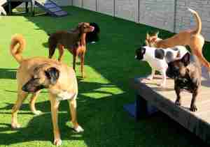 Doggy Daycare Toledo Area