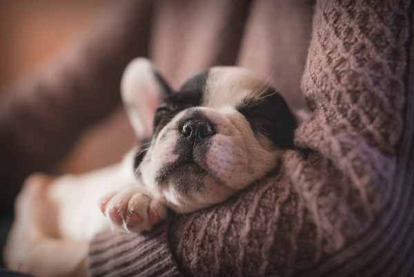 Toledo Pet Care Services - Cute puppy sleeping